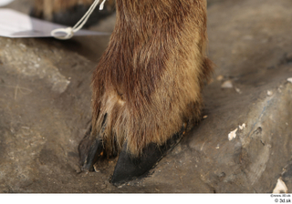 Alpine chamois Rupicapra rupicapra foot hoof leg 0003.jpg